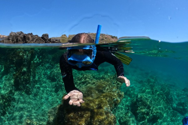 Shared Snorkeling With The Group, During 4 Hours